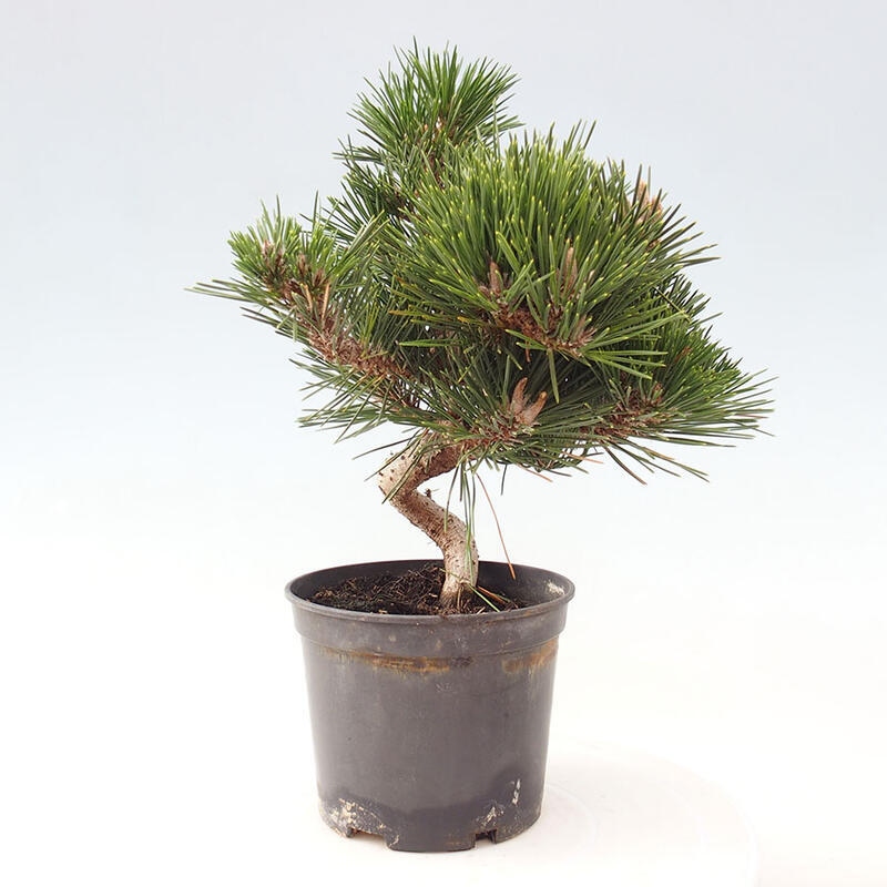 Venkovní bonsai - Pinus thunbergii senjyumaru - Borovice thunbergova