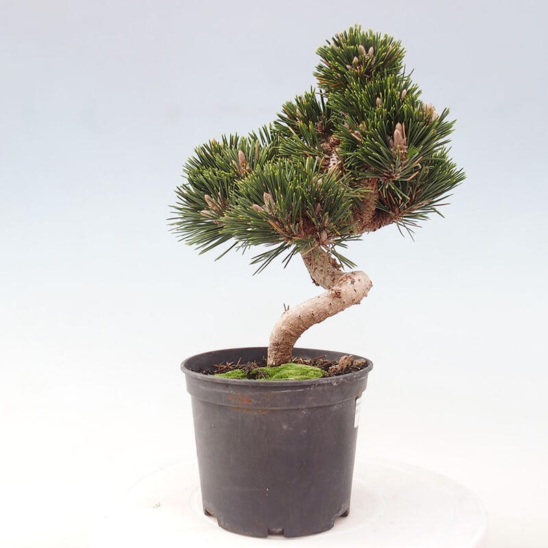 Venkovní bonsai - Pinus thunbergii senjyumaru - Borovice thunbergova