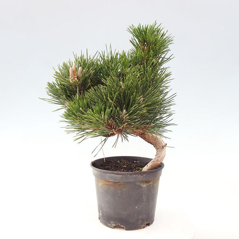 Venkovní bonsai - Pinus thunbergii senjyumaru - Borovice thunbergova