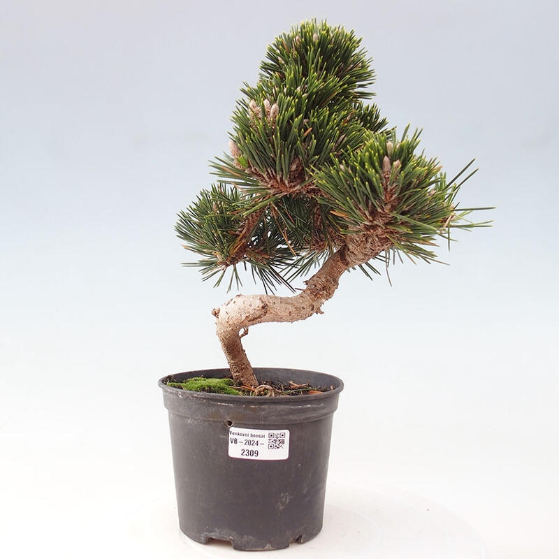 Venkovní bonsai - Pinus thunbergii senjyumaru - Borovice thunbergova