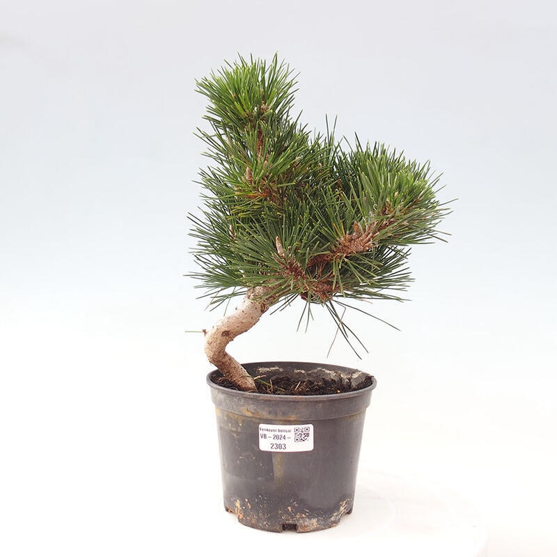 Venkovní bonsai - Pinus thunbergii senjyumaru - Borovice thunbergova