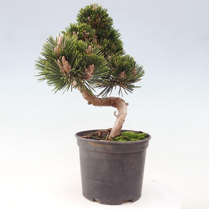 Venkovní bonsai - Pinus thunbergii senjyumaru - Borovice thunbergova