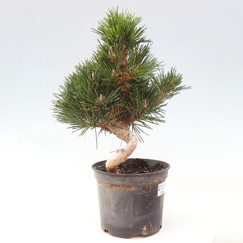 Venkovní bonsai - Pinus thunbergii senjyumaru - Borovice thunbergova