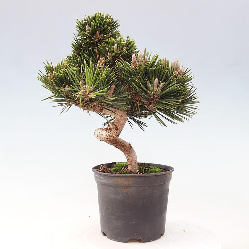 Venkovní bonsai - Pinus thunbergii senjyumaru - Borovice thunbergova