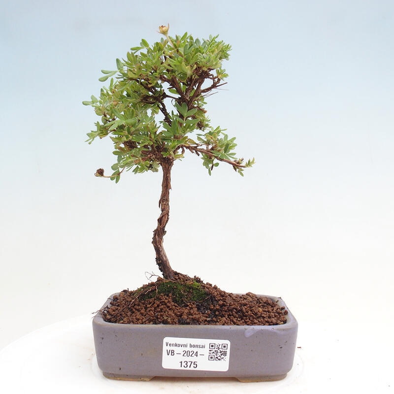 Venkovní bonsai - Potentilla Alba - Mochna bílá