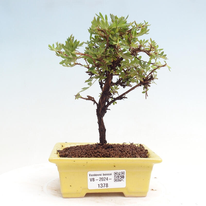 Venkovní bonsai - Potentilla Alba - Mochna bílá