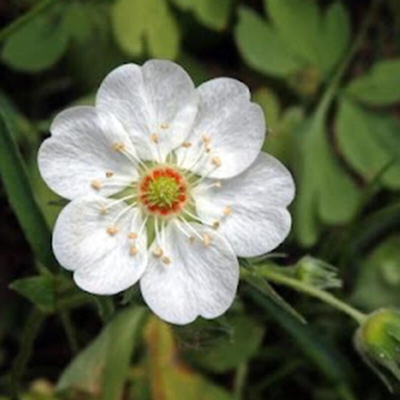 Venkovní bonsai - Potentilla Alba - Mochna bílá