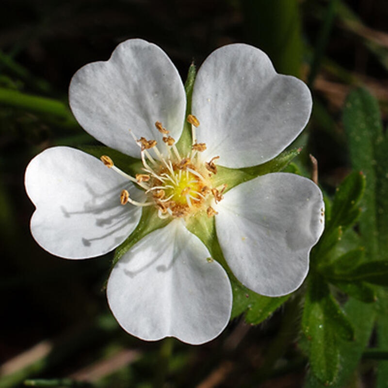 Venkovní bonsai - Potentilla Alba - Mochna bílá