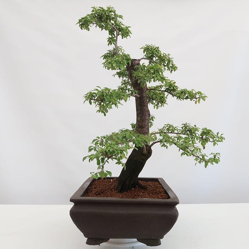 Venkovní bonsai - Prunus spinosa - trnka