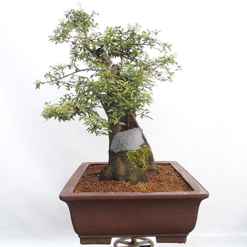 Venkovní bonsai - Prunus spinosa - trnka