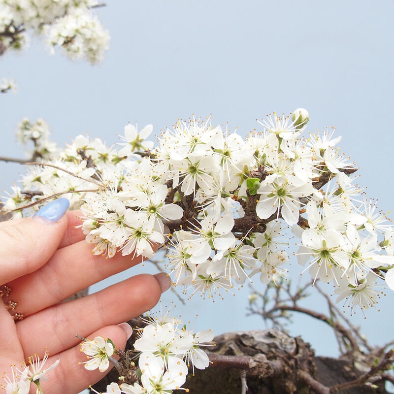 Venkovní bonsai - Prunus spinosa - trnka