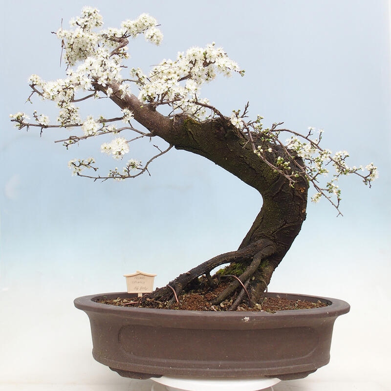 Venkovní bonsai - Prunus spinosa - trnka