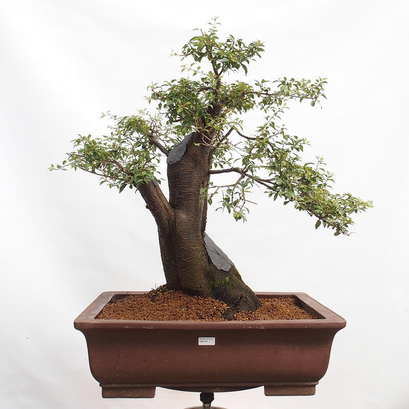 Venkovní bonsai - Prunus spinosa - trnka