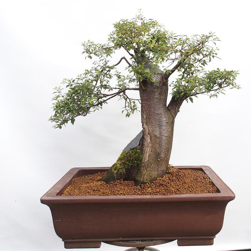 Venkovní bonsai - Prunus spinosa - trnka