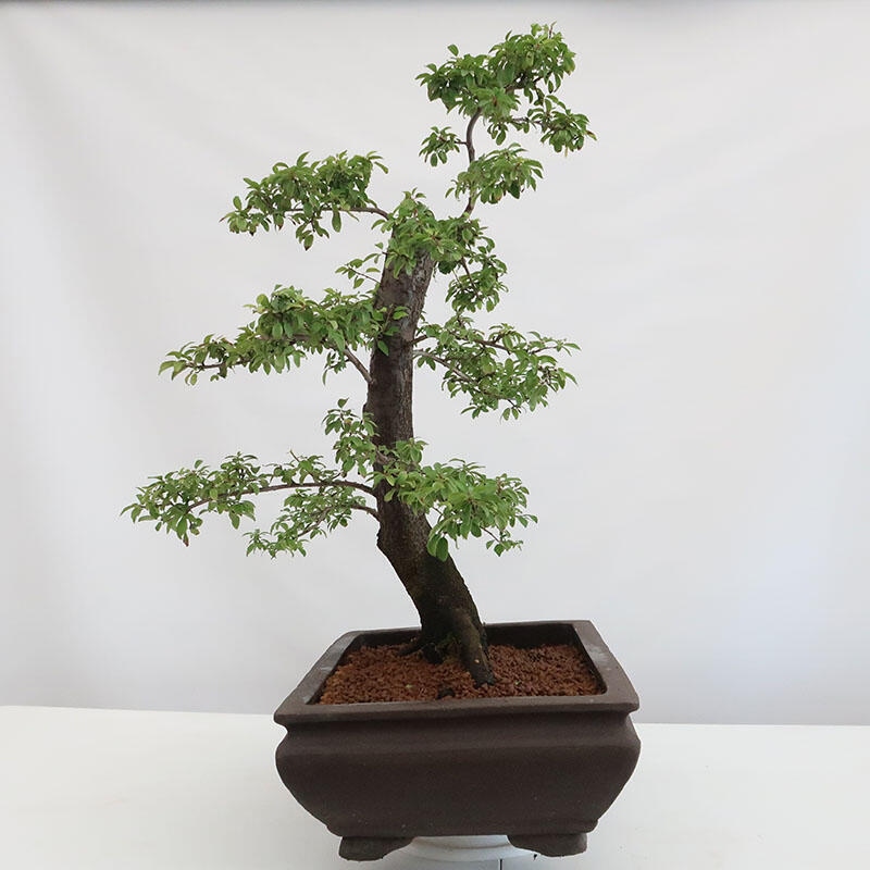 Venkovní bonsai - Prunus spinosa - trnka