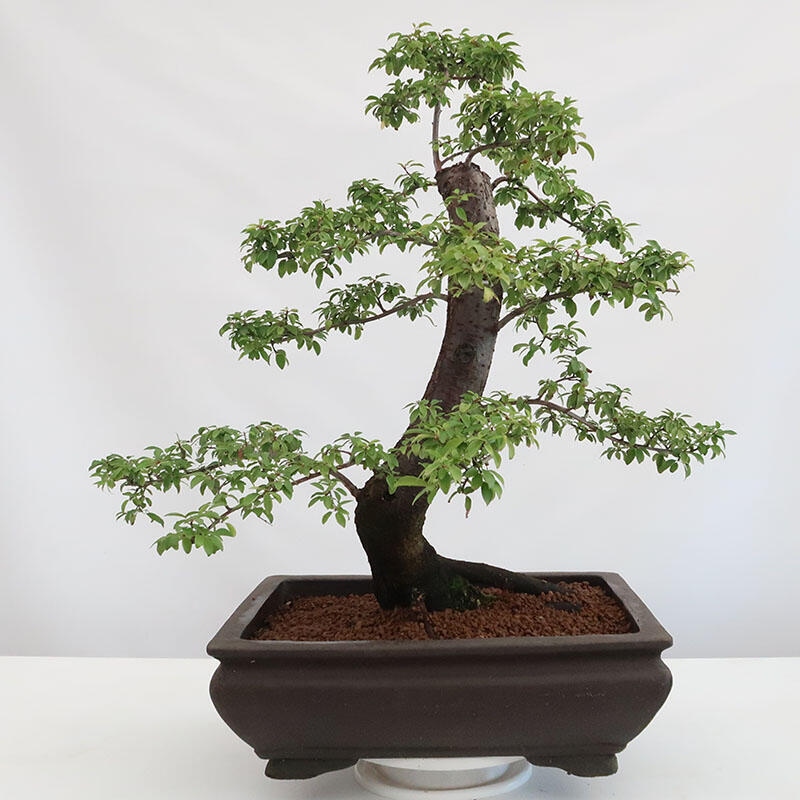 Venkovní bonsai - Prunus spinosa - trnka