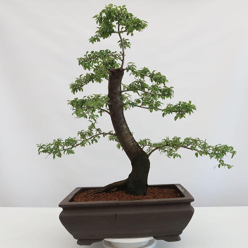 Venkovní bonsai - Prunus spinosa - trnka