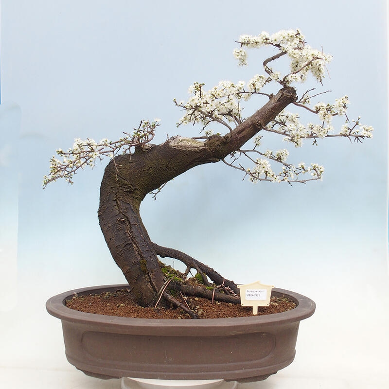 Venkovní bonsai - Prunus spinosa - trnka