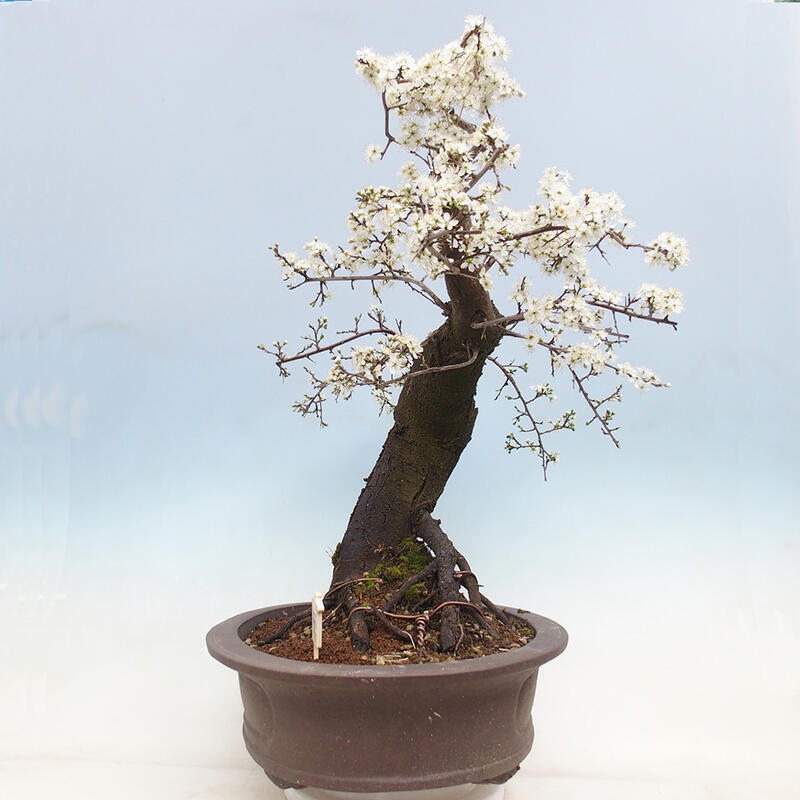 Venkovní bonsai - Prunus spinosa - trnka