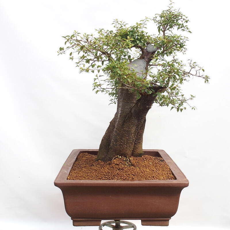 Venkovní bonsai - Prunus spinosa - trnka