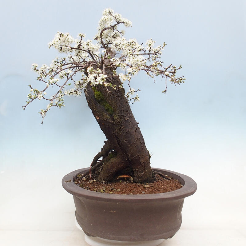 Venkovní bonsai - Prunus spinosa - trnka