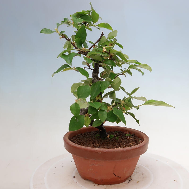 Venkovní  bonsai -  Pseudocydonia sinensis - Kdouloň čínská