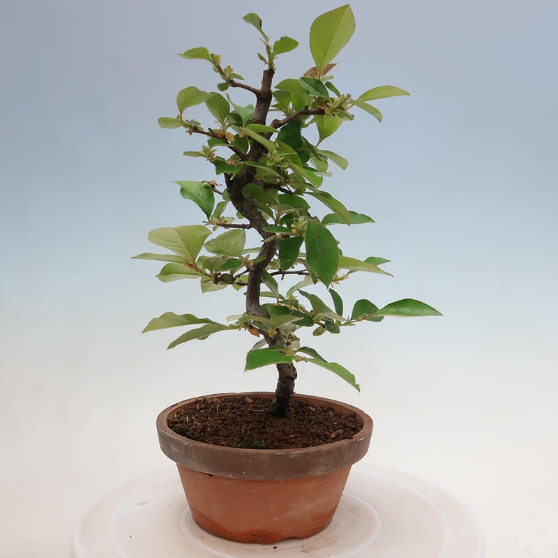 Venkovní  bonsai -  Pseudocydonia sinensis - Kdouloň čínská