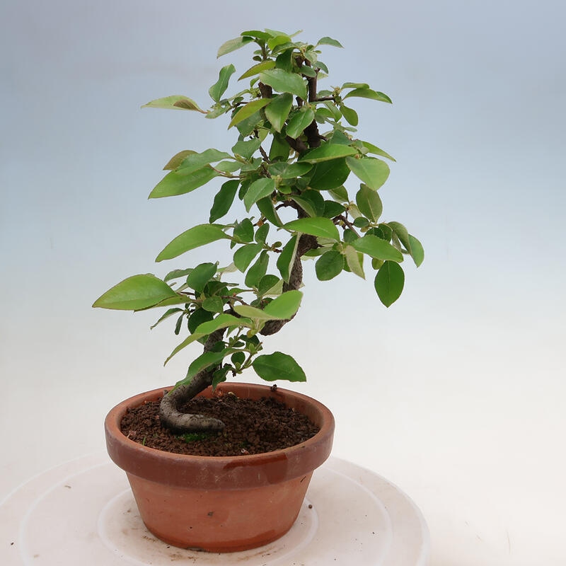 Venkovní  bonsai -  Pseudocydonia sinensis - Kdouloň čínská