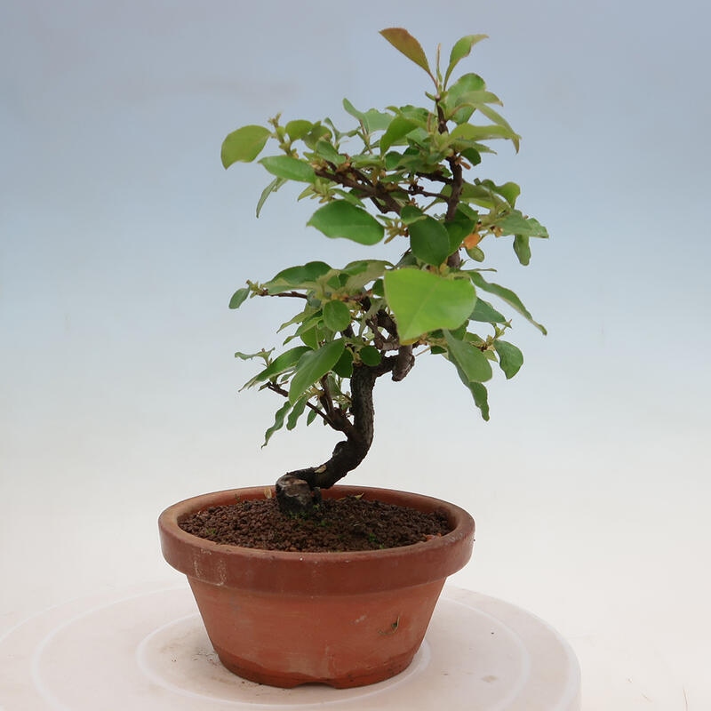 Venkovní  bonsai -  Pseudocydonia sinensis - Kdouloň čínská