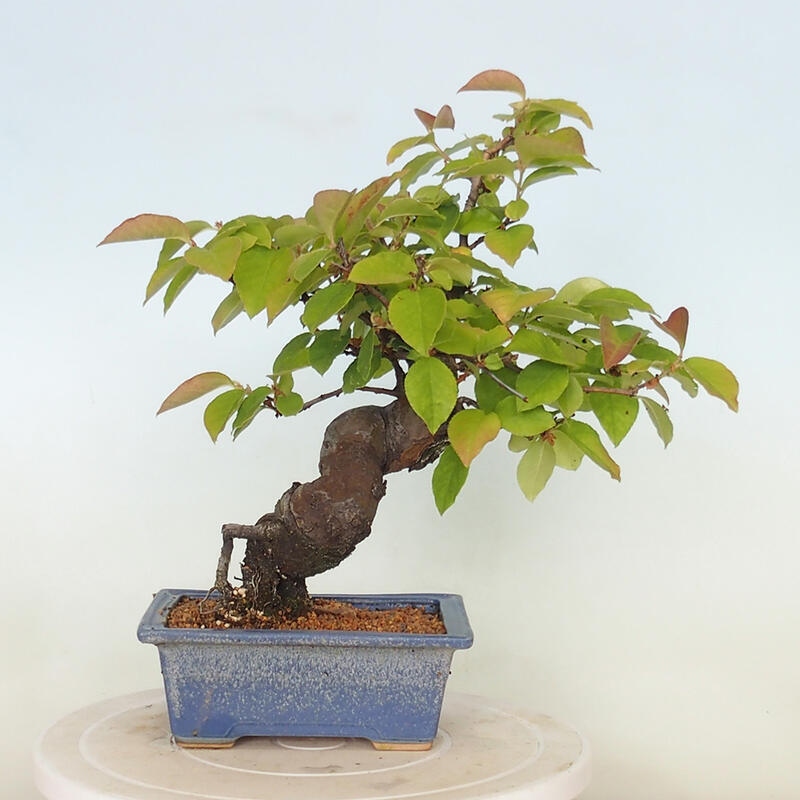 Venkovní  bonsai -  Pseudocydonia sinensis - Kdouloň čínská