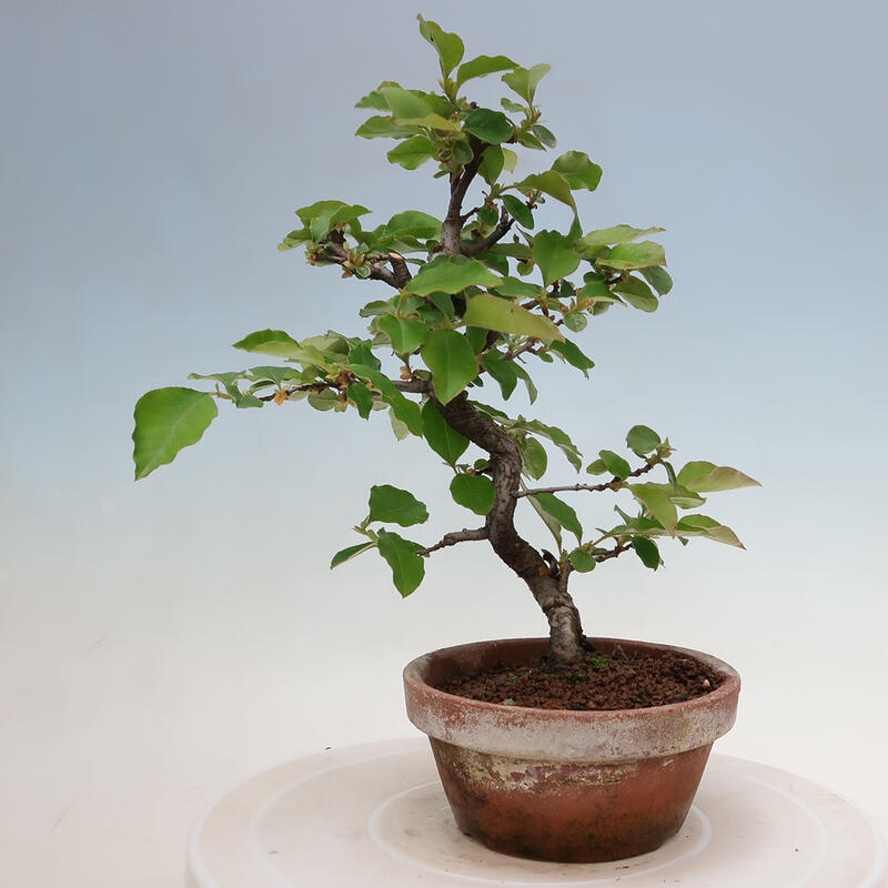 Venkovní  bonsai -  Pseudocydonia sinensis - Kdouloň čínská