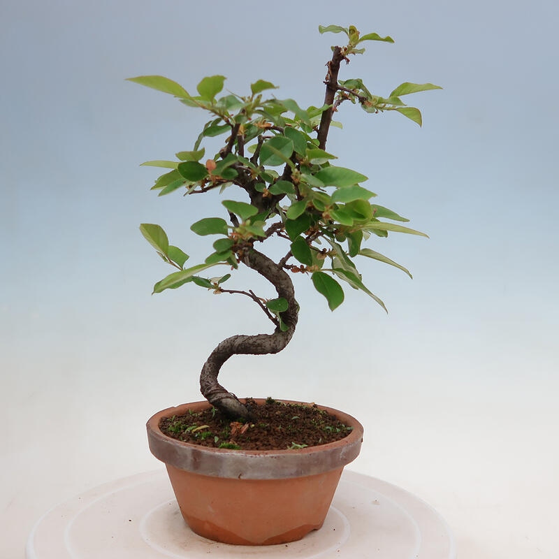 Venkovní  bonsai -  Pseudocydonia sinensis - Kdouloň čínská