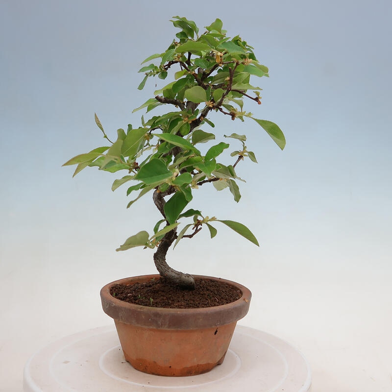 Venkovní  bonsai -  Pseudocydonia sinensis - Kdouloň čínská