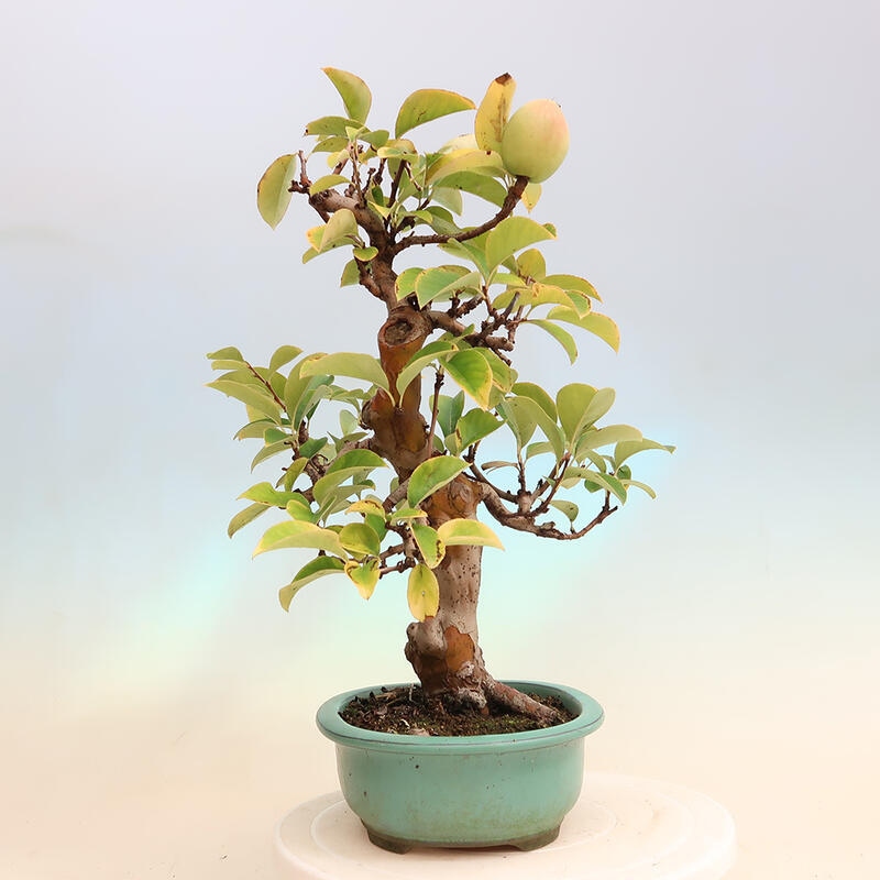 Venkovní  bonsai -  Pseudocydonia sinensis - Kdouloň čínská