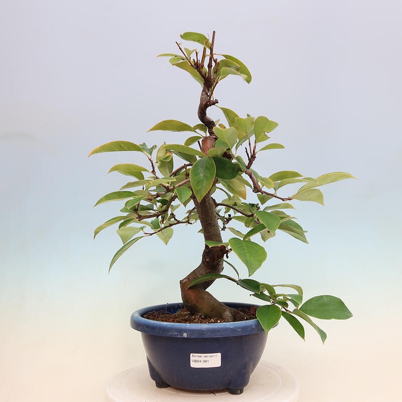 Venkovní  bonsai -  Pseudocydonia sinensis - Kdouloň čínská