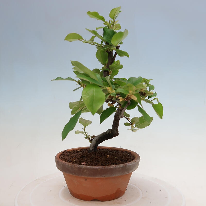 Venkovní  bonsai -  Pseudocydonia sinensis - Kdouloň čínská