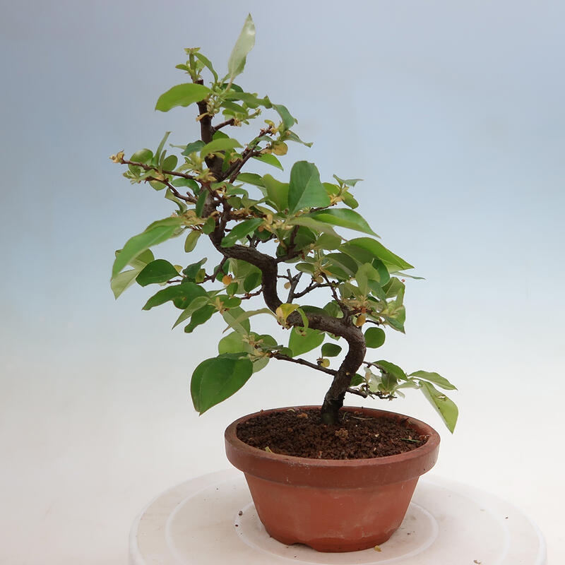 Venkovní  bonsai -  Pseudocydonia sinensis - Kdouloň čínská