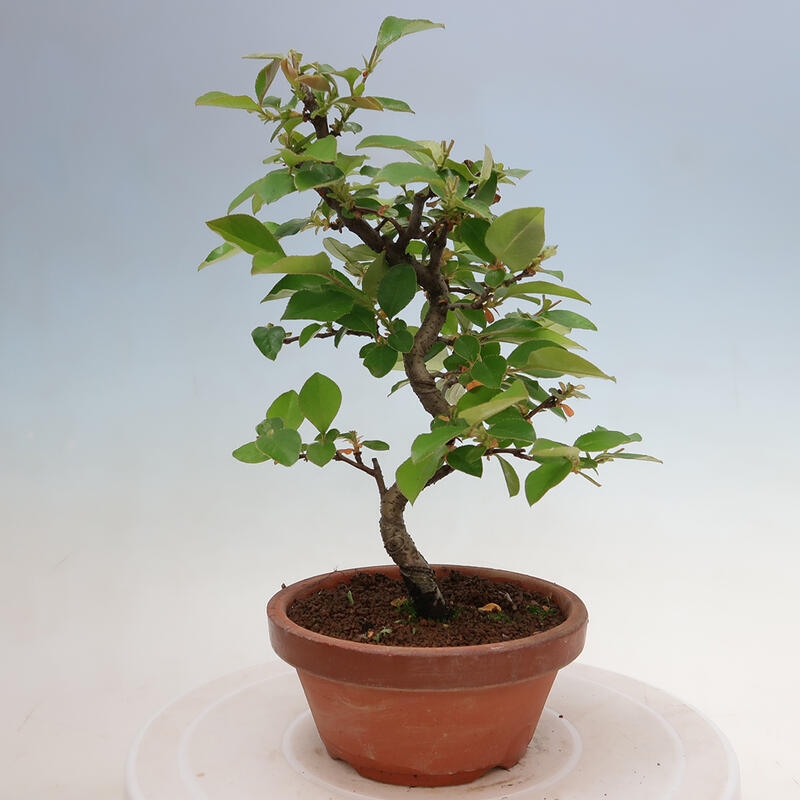 Venkovní  bonsai -  Pseudocydonia sinensis - Kdouloň čínská