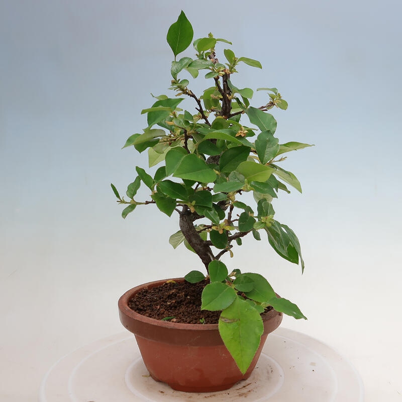 Venkovní  bonsai -  Pseudocydonia sinensis - Kdouloň čínská