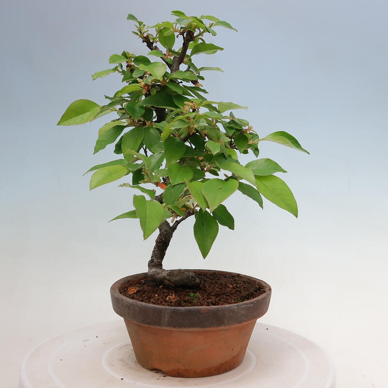 Venkovní  bonsai -  Pseudocydonia sinensis - Kdouloň čínská