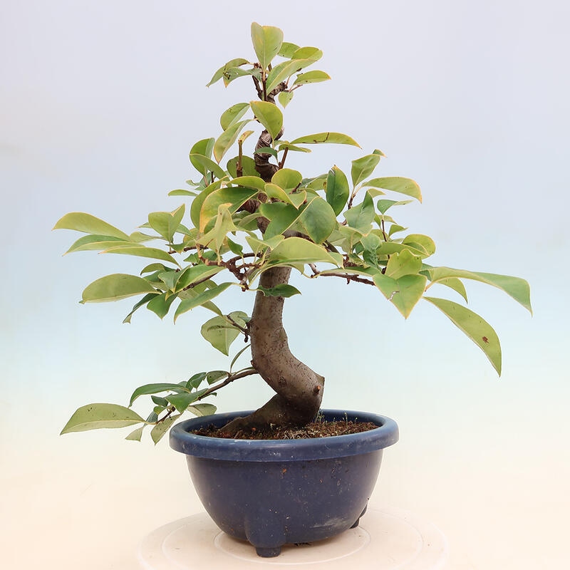 Venkovní  bonsai -  Pseudocydonia sinensis - Kdouloň čínská