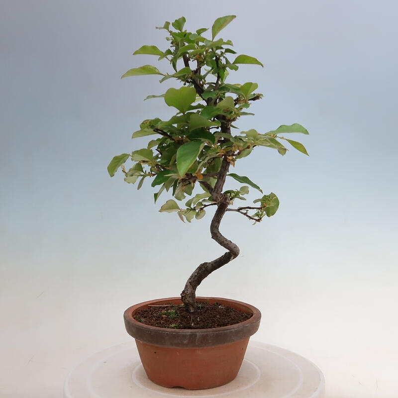 Venkovní  bonsai -  Pseudocydonia sinensis - Kdouloň čínská