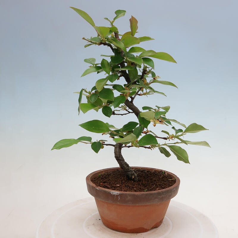 Venkovní  bonsai -  Pseudocydonia sinensis - Kdouloň čínská