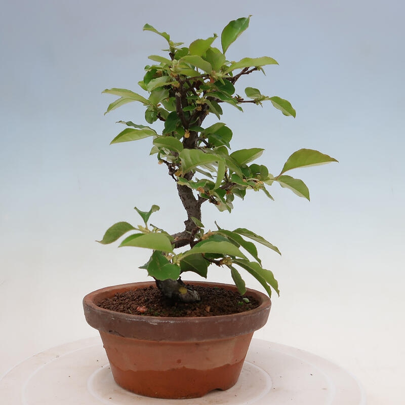 Venkovní  bonsai -  Pseudocydonia sinensis - Kdouloň čínská