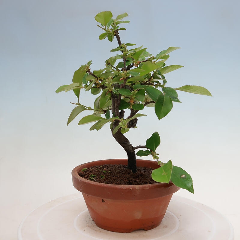 Venkovní  bonsai -  Pseudocydonia sinensis - Kdouloň čínská