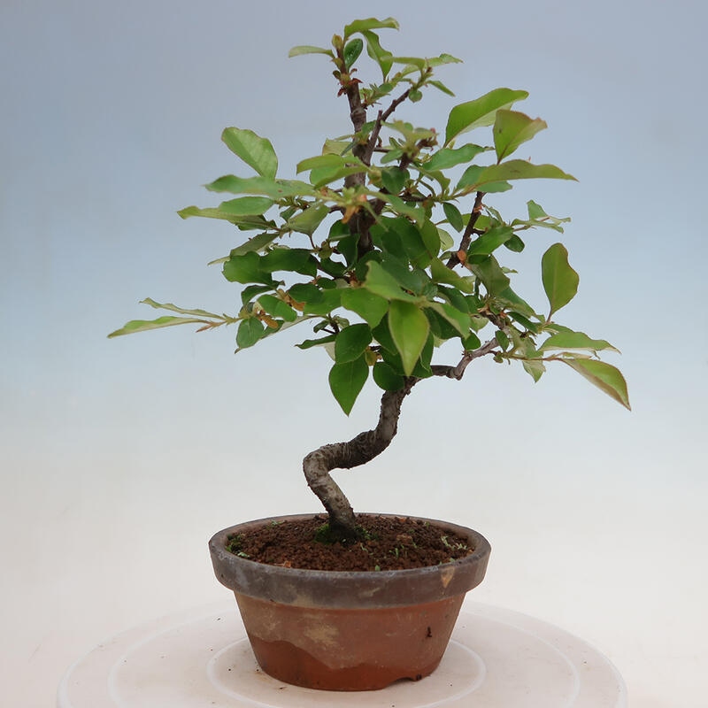 Venkovní  bonsai -  Pseudocydonia sinensis - Kdouloň čínská