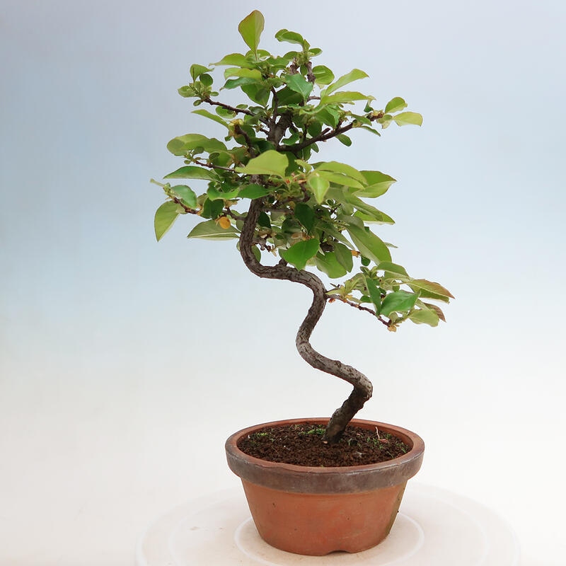 Venkovní  bonsai -  Pseudocydonia sinensis - Kdouloň čínská