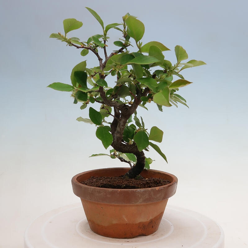 Venkovní  bonsai -  Pseudocydonia sinensis - Kdouloň čínská