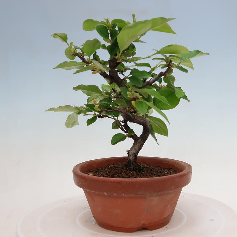 Venkovní  bonsai -  Pseudocydonia sinensis - Kdouloň čínská