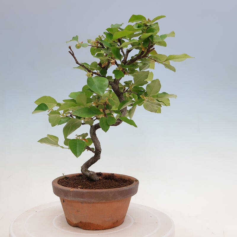 Venkovní  bonsai -  Pseudocydonia sinensis - Kdouloň čínská